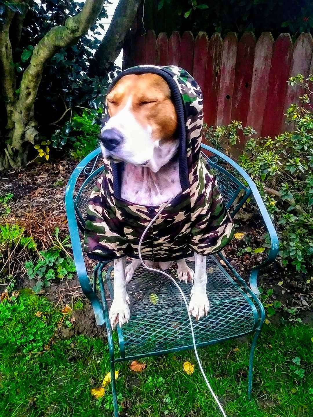 Kes is registered to the contest to win money with this photo: canidae, carnivore, chair, collar, companion_dog, dalmatian, dog, dog_breed, dog_collar, dog_supply, fashion_accessory, fawn, grass, gun_dog, leash, pet_supply, plant, sporting_group, tail, tree