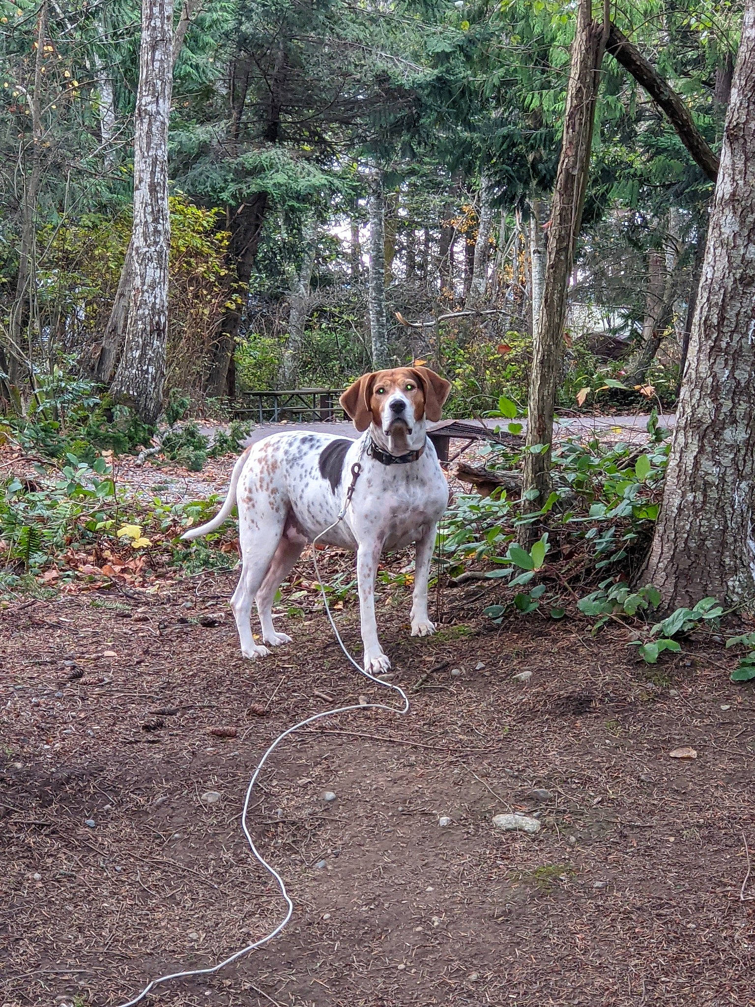 Kes joined the competition — help win amazing prizes! biome, carnivore, collar, companion_dog, dog, dog_breed, dog_supply, fawn, forest, grass, hound, plant, soil, sporting_group, tail, temperate_broadleaf_and_mixed_forest, tree, wood, woodland, working_animal