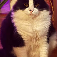 Willy Wonkerz is registered to the contest to win money with this photo: basket, black_and_white, cat, closeup, cozy, ears, eyes, feline, fluffy, fur, houseplant, indoor, long_hair, paws, pet, portrait, sitting, tuxedo_cat, whiskers, wooden_floor