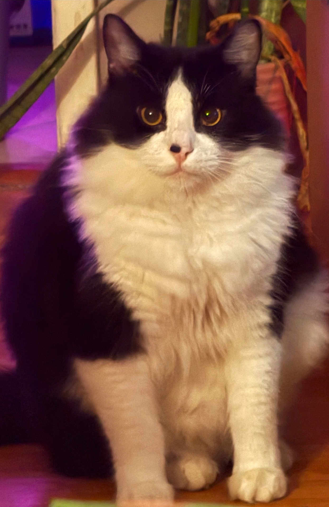 Willy Wonkerz is registered to the contest to win money with this photo: basket, black_and_white, cat, closeup, cozy, ears, eyes, feline, fluffy, fur, houseplant, indoor, long_hair, paws, pet, portrait, sitting, tuxedo_cat, whiskers, wooden_floor