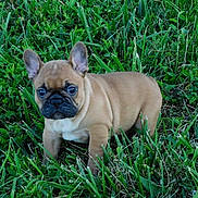 Waffle is registered to the contest to win money with this photo: animal, brown_fur, canine, cute, dog, ears, eyes, french_bulldog, fur, grass, green, mammal, nature, outdoor, pet, puppy, small, snout, standing, young