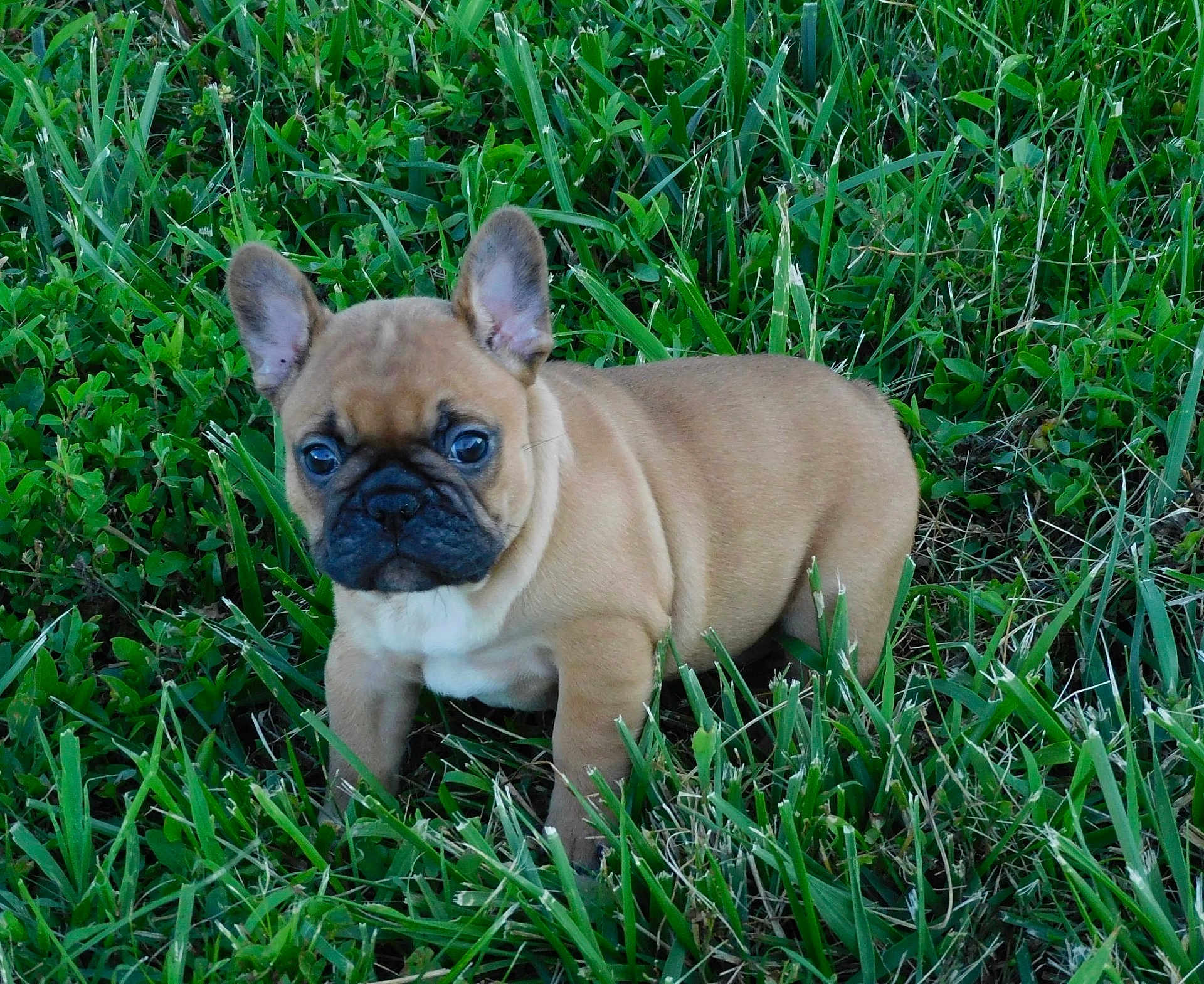 Waffle is registered to the contest to win money with this photo: animal, brown_fur, canine, cute, dog, ears, eyes, french_bulldog, fur, grass, green, mammal, nature, outdoor, pet, puppy, small, snout, standing, young