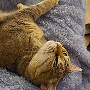 Romy participe au concours pour gagner de l'argent avec cette photo : cat, tabby_cat, pet, animal, feline, fur, whiskers, blanket, blue_blanket, indoor, cozy, slippers, black_slippers, floor, relaxing, resting, curious, closeup, soft_texture, home