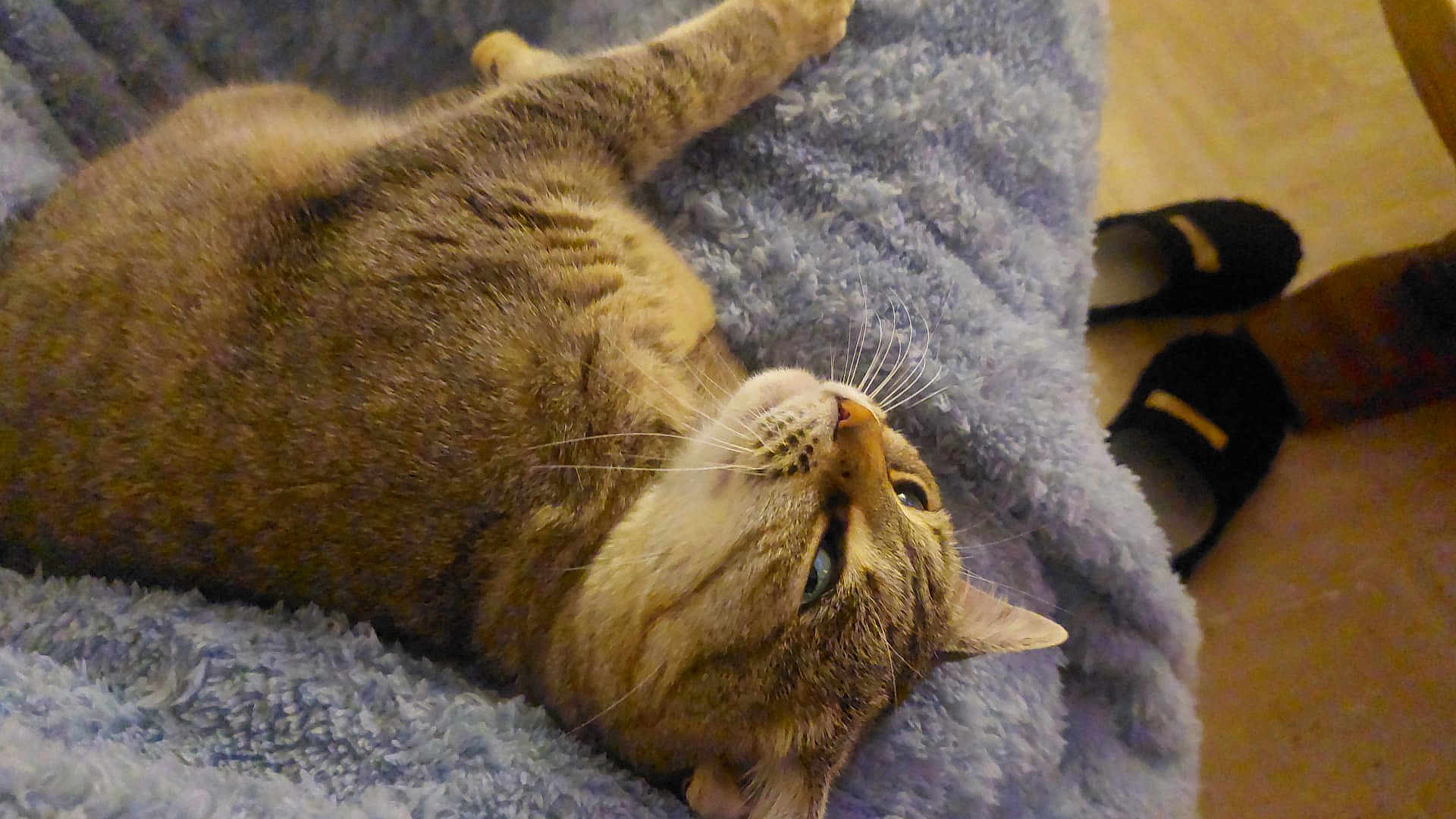 Romy participe au concours pour gagner de l'argent avec cette photo : cat, tabby_cat, pet, animal, feline, fur, whiskers, blanket, blue_blanket, indoor, cozy, slippers, black_slippers, floor, relaxing, resting, curious, closeup, soft_texture, home