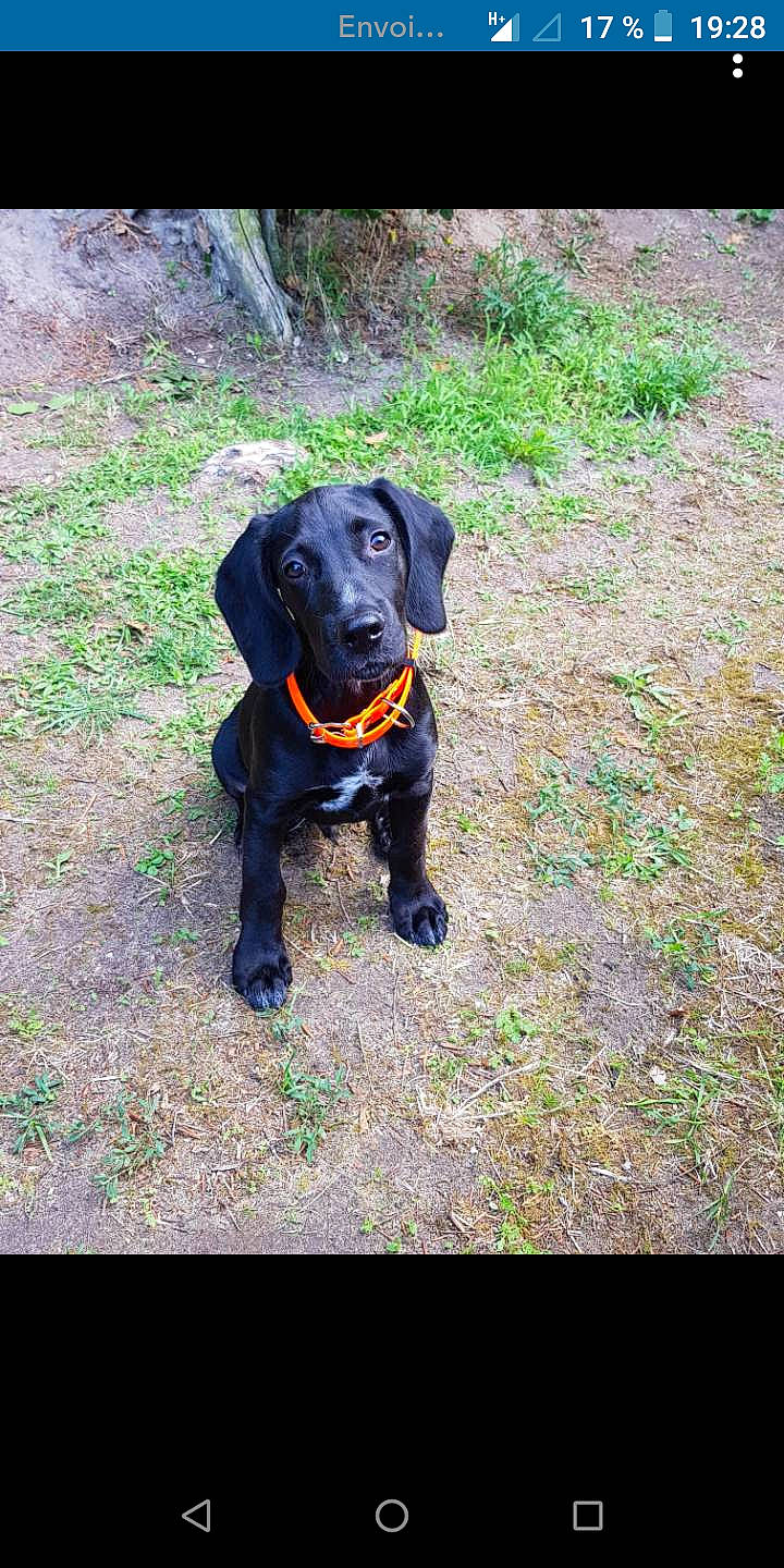 Noush a rejoint le concours — aidez-le/la à gagner de superbes lots ! borador, canidae, carnivore, collar, companion_dog, dog, dog_breed, dog_collar, dog_supply, electric_blue, grass, guard_dog, gun_dog, hunting_dog, pet_supply, plant, snout, terrestrial_animal, working_animal, working_dog