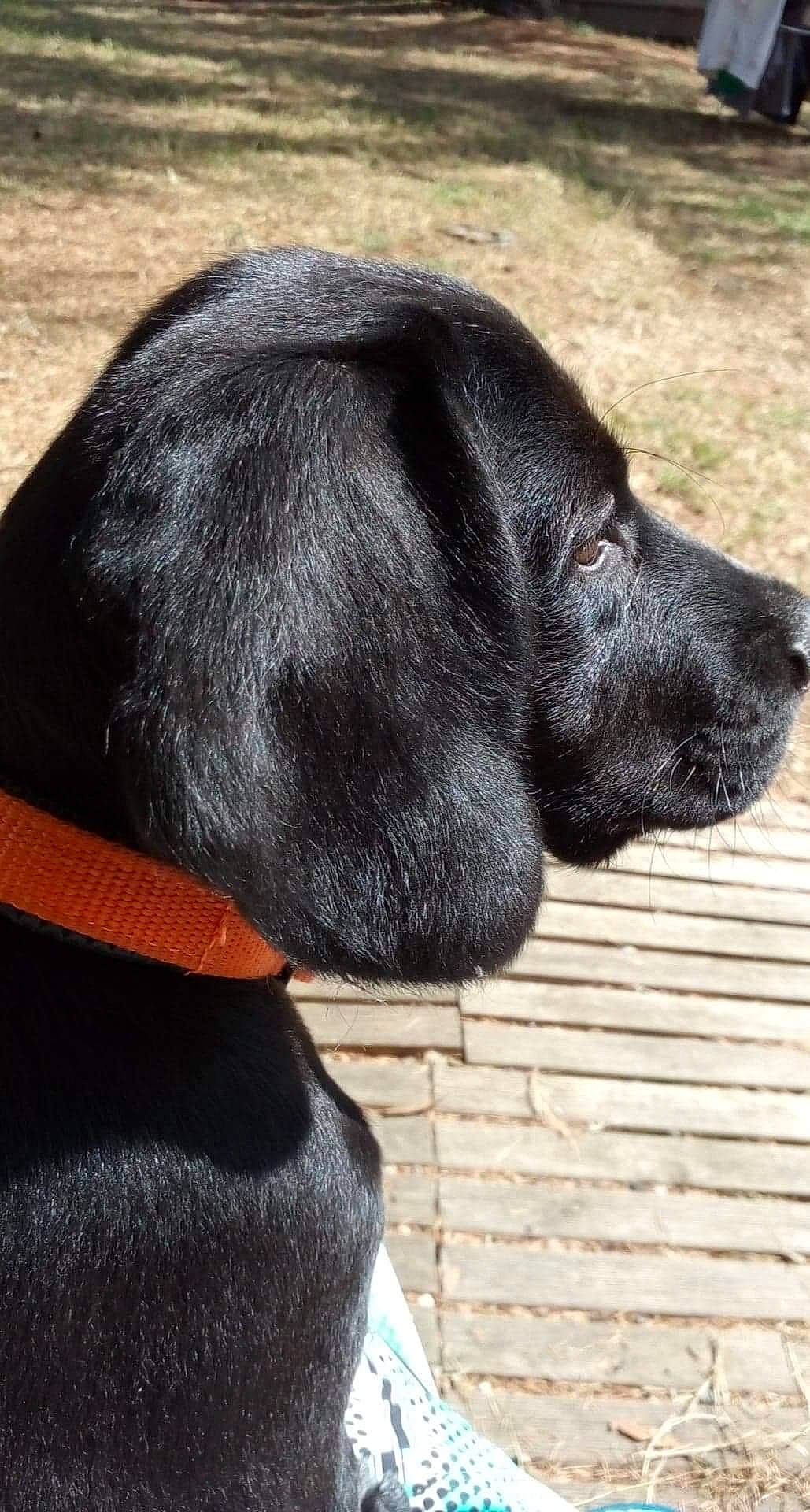 Noush participe au concours pour gagner de l'argent avec cette photo : borador, canidae, carnivore, collar, comfort, companion_dog, dog, dog_breed, dog_collar, fur, gun_dog, hunting_dog, liver, pet_supply, plant, sporting_group, tail, terrestrial_animal, whiskers, working_animal