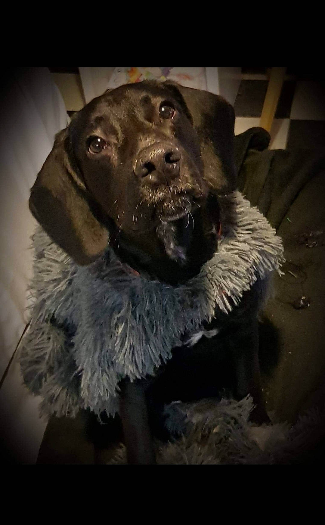 Noush a rejoint le concours — aidez-le/la à gagner de superbes lots ! art, canidae, carnivore, companion_dog, darkness, dog, dog_breed, flash_photography, fur, grey, hat, liver, metal, monochrome_photography, snout, sporting_group, tints_and_shades, visual_arts, whiskers, working_animal