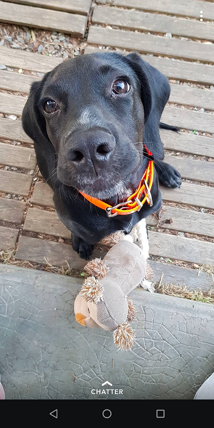 Noush participe au concours pour gagner de l'argent avec cette photo : borador, carnivore, collar, companion_dog, dog, dog_breed, dog_collar, electric_blue, fashion_accessory, fur, gun_dog, leash, liver, personal_protective_equipment, pet_supply, retriever, sporting_group, whiskers, wood, working_animal