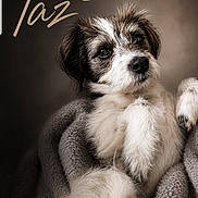 Taz participe au concours pour gagner de l'argent avec cette photo : dog, puppy, fluffy, white, brown, blanket, cozy, portrait, cute, pet, animal, fur, indoor, comfort, relaxed, looking_away, soft_lighting, name_text, heart, snuggled