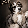 dog, puppy, fluffy, white, brown, blanket, cozy, portrait, cute, pet, animal, fur, indoor, comfort, relaxed, looking_away, soft_lighting, name_text, heart, snuggled