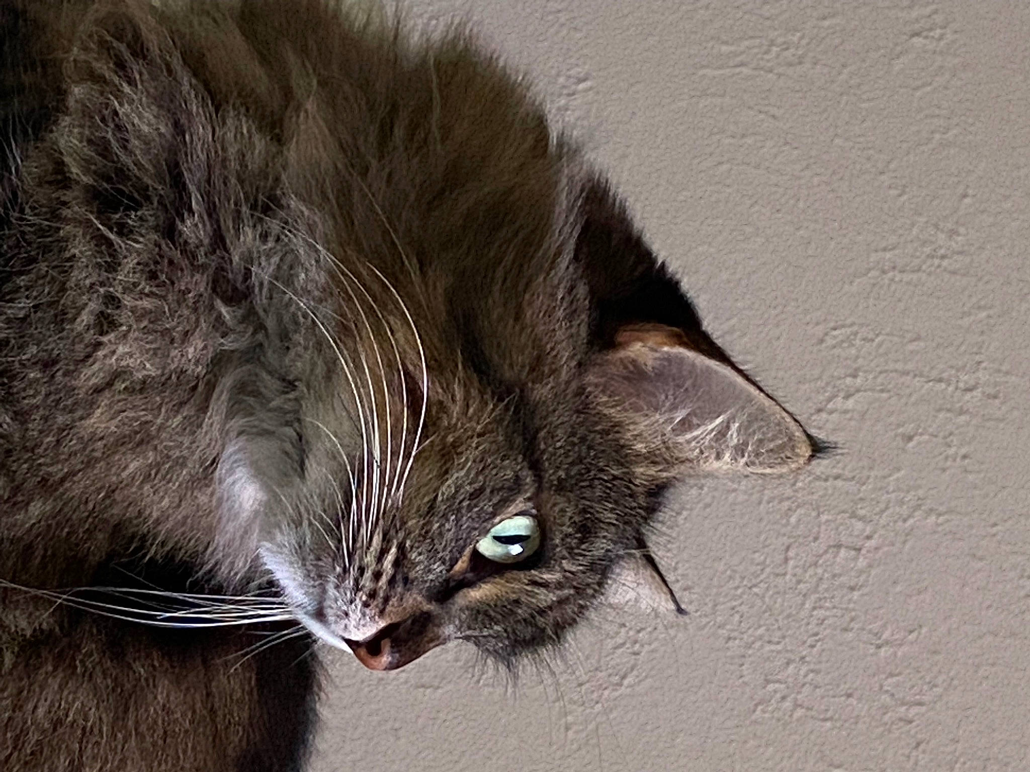 Minette participe au concours pour gagner de l'argent avec cette photo : black_cat, carnivore, cat, claw, comfort, domestic_short_haired_cat, felidae, fur, grey, paw, small_to_medium_sized_cats, snout, tail, terrestrial_animal, whiskers