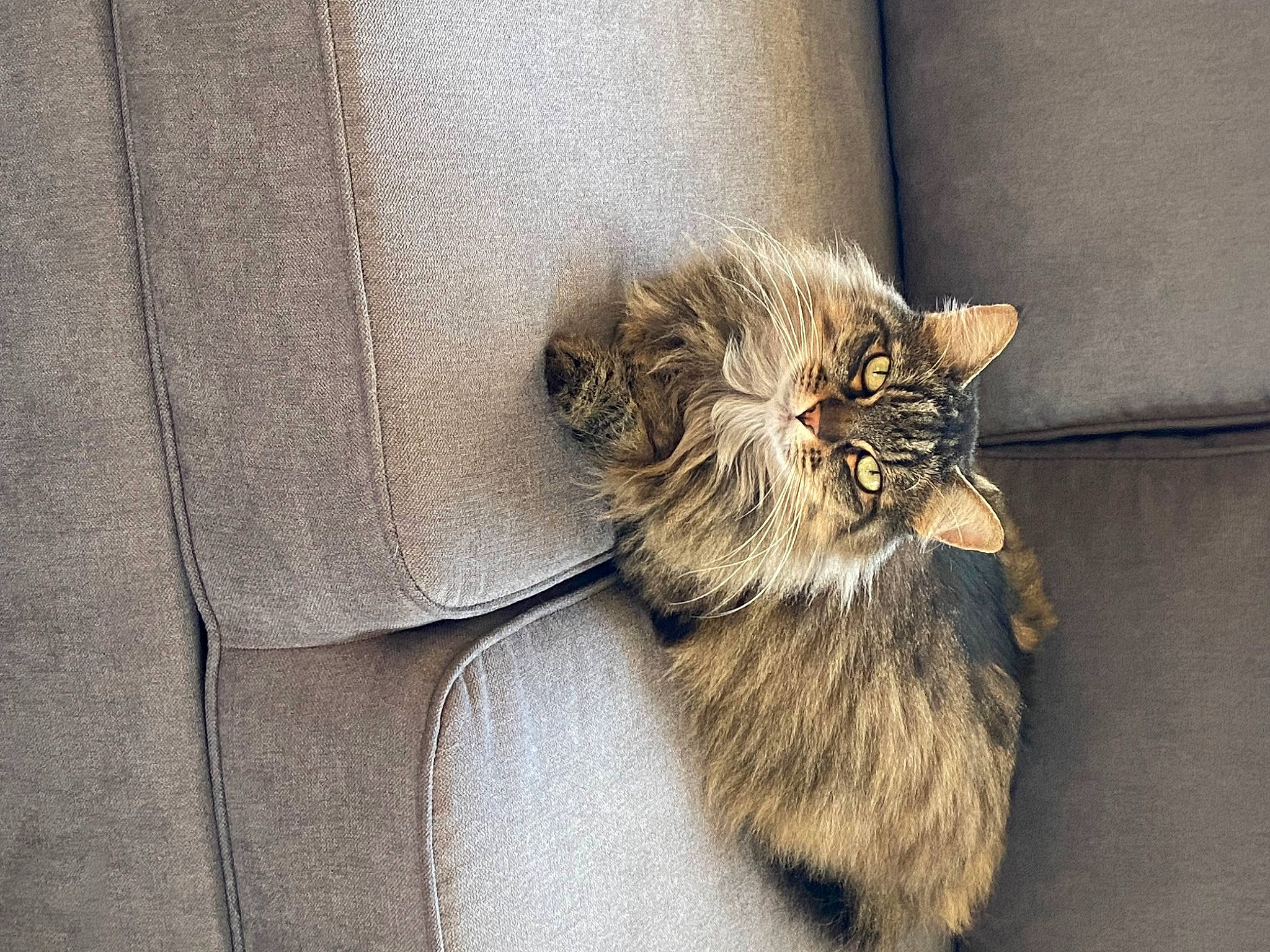 Minette a rejoint le concours — aidez-le/la à gagner de superbes lots ! british_longhair, carnivore, cat, claw, comfort, domestic_short_haired_cat, fawn, felidae, fur, grey, paw, small_to_medium_sized_cats, tail, terrestrial_animal, whiskers, wood