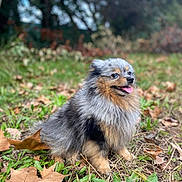 Unna a rejoint le concours — aidez-le/la à gagner de superbes lots ! dog, pomeranian, fluffy, happy, sitting, grass, autumn_leaves, outdoor, nature, tongue_out, cute, pet, animal, fur, small_dog, portrait, leaf_litter, smiling, canine, fall