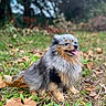 dog, pomeranian, fluffy, happy, sitting, grass, autumn_leaves, outdoor, nature, tongue_out, cute, pet, animal, fur, small_dog, portrait, leaf_litter, smiling, canine, fall