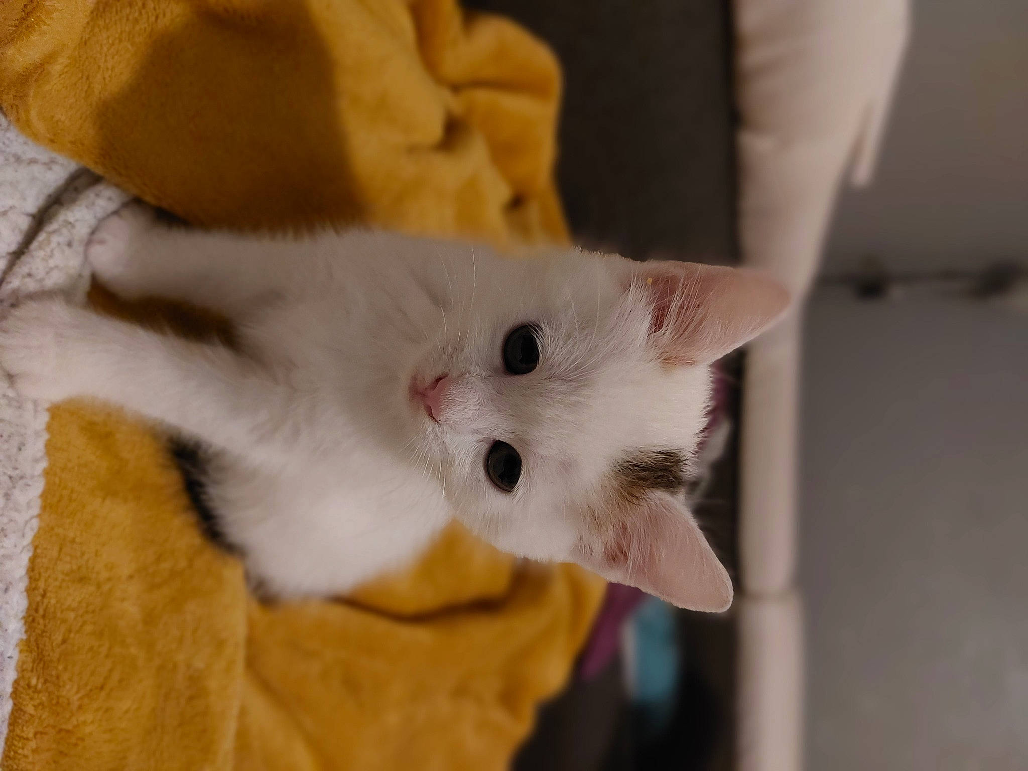 Cristal participe au concours pour gagner de l'argent avec cette photo : carnivore, cat, claw, comfort, domestic_short_haired_cat, ear, eye, fawn, felidae, fur, head, paw, small_to_medium_sized_cats, snout, tail, whiskers