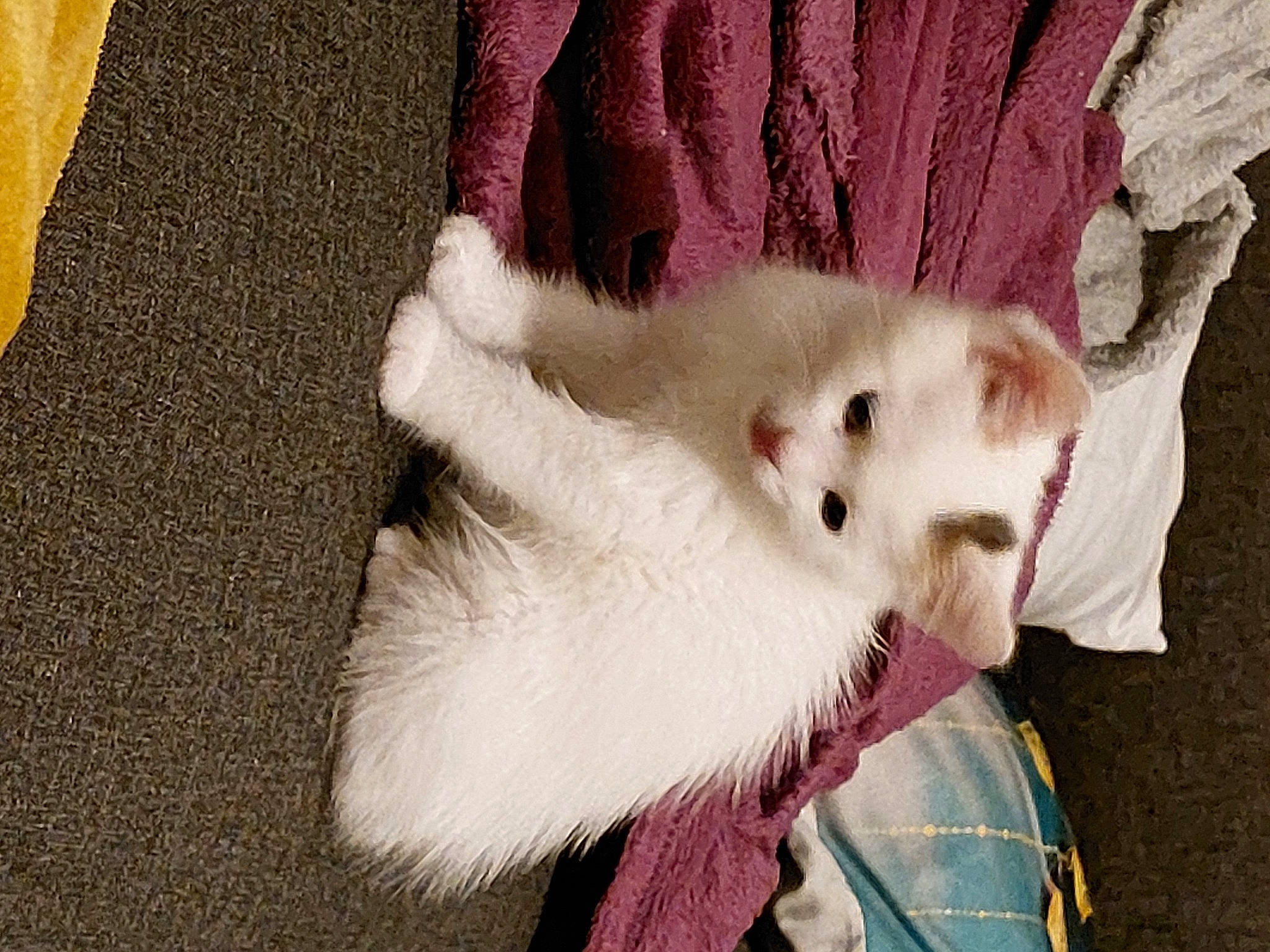 Cristal participe au concours pour gagner de l'argent avec cette photo : american_eskimo_dog, canidae, carnivore, claw, companion_dog, dog_breed, domestic_short_haired_cat, fang, fawn, felidae, fur, fur_clothing, magenta, mustelidae, paw, small_to_medium_sized_cats, spitz, tail, whiskers