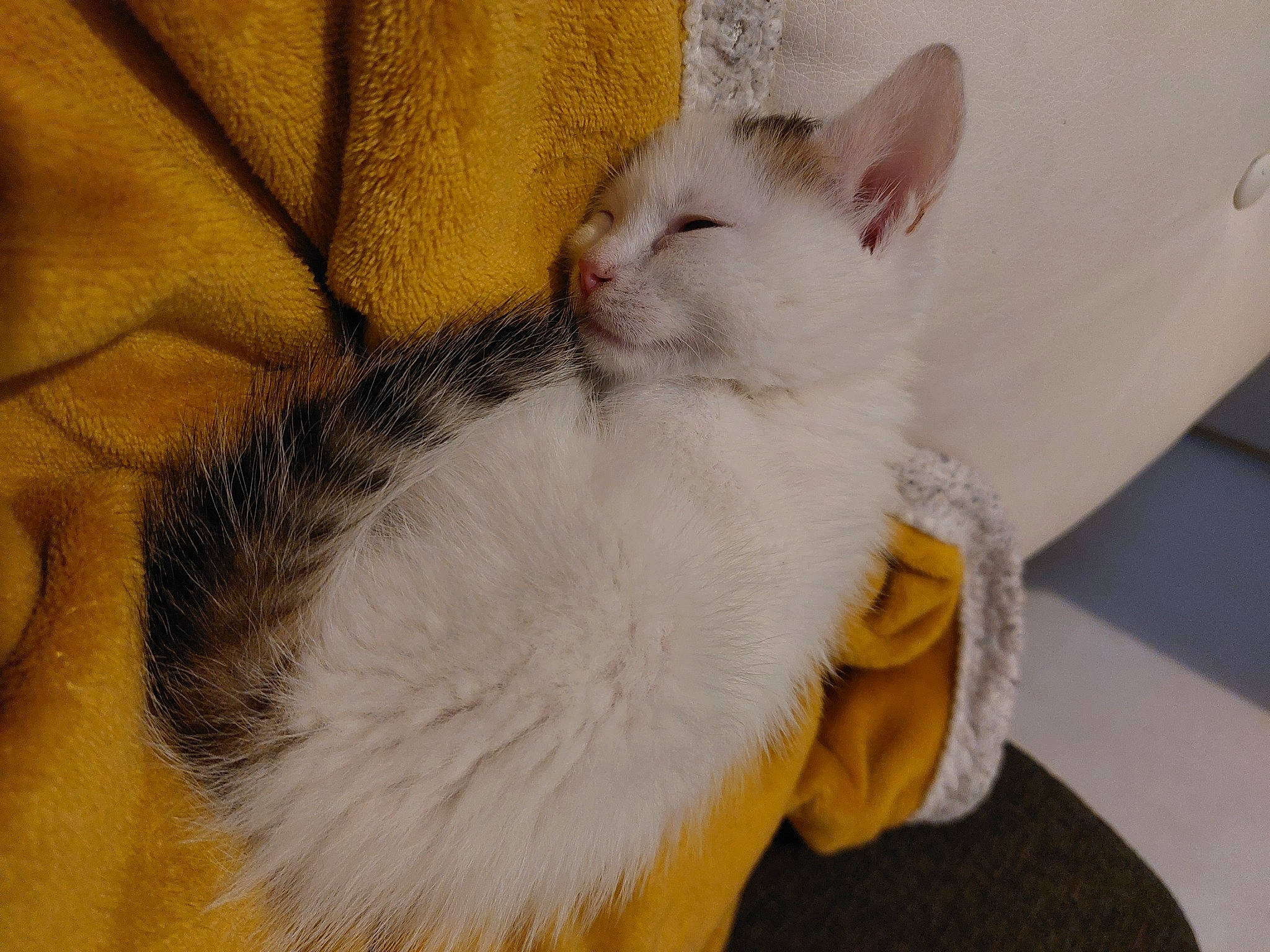 Cristal participe au concours pour gagner de l'argent avec cette photo : carnivore, cat, cat_supply, claw, comfort, couch, domestic_short_haired_cat, fawn, felidae, fur, paw, small_to_medium_sized_cats, tail, whiskers