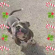 Meatball is registered to the contest to win money with this photo: animal, candy_cane, canine, collar, cute, dog, festive_frame, gravel, gray_dog, happy_dog, holiday, holly, looking_up, outdoor, pet, shadow, smiling_dog, sunlight, tail_up, white_paws