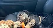 Mochi is registered to the contest to win money with this photo: puppy, dog, sleeping, toy, plush_toy, car_seat, blanket, black_fur, sunlight, cozy, resting, cute, pet, animal, inside_car, leather_seat, relaxation, peaceful, small_dog, nap