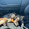 puppy, dog, sleeping, toy, plush_toy, car_seat, blanket, black_fur, sunlight, cozy, resting, cute, pet, animal, inside_car, leather_seat, relaxation, peaceful, small_dog, nap