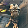 puppy, dog, car_interior, leather_seat, pet, cute, animal, sitting, young_dog, ears, fur, pet_portrait, looking_at_camera, indoor, seat, black, adorable, canine, vehicle, companion