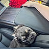 Mochi joined the competition — help win amazing prizes! puppy, dog, car_interior, red_roses, armrest, hand, leather_seat, seat, cute, pet, vehicle, flower_bouquet, black_fur, closeup, looking_up, adorable, companion, domestic_animal, resting, human_hand
