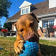 Oslo participe au concours pour gagner de l'argent avec cette photo : dog, toy, blue_ball, grass, outdoor, house, sunny, daylight, pet, chewing, paw, collar, garden, flowers, backyard, canine, playful, summer, animal, closeup
