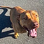 Oslo participe au concours pour gagner de l'argent avec cette photo : dog, brown, tongue_out, happy, pet, outdoor, sunlight, shadow, asphalt, collar, canine, looking_up, mammal, close_up, friendly, playful, daylight, animal, summer, walking