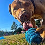 Oslo a rejoint le concours — aidez-le/la à gagner de superbes lots ! dog, pet, toy, blue_toy, grass, outdoor, sunny, playing, animal, canine, closeup, tongue, paw, daylight, nature, happy, summer, background, snout, ears