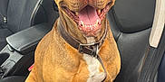 Oslo participe au concours pour gagner de l'argent avec cette photo : dog, brown_dog, pet, canine, car_interior, leather_seat, seat, smiling_dog, happy, collar, tongue_out, sitting, front_seat, vehicle, open_mouth, ears, paws, fur, domestic_animal, animal