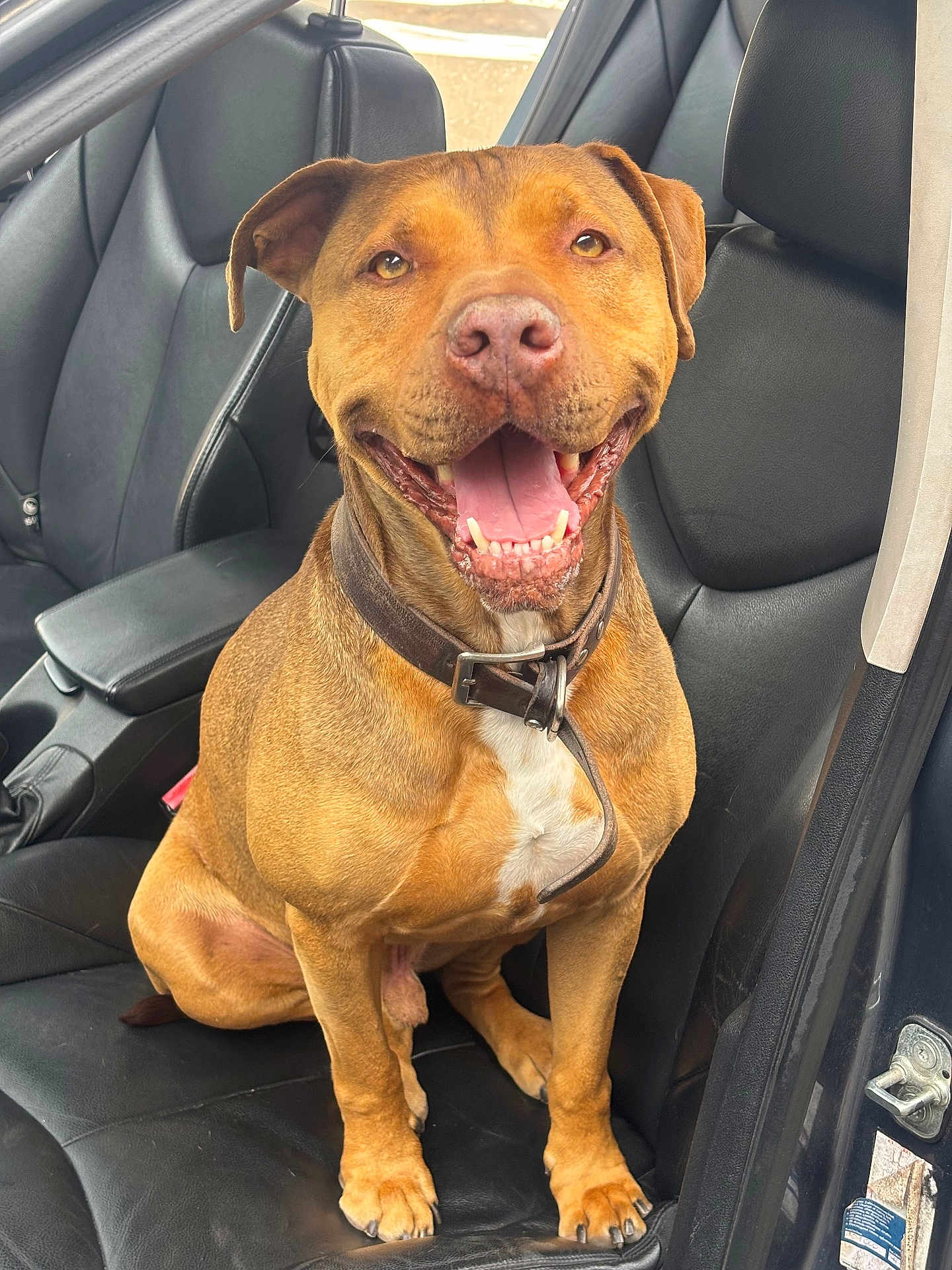 Oslo participe au concours pour gagner de l'argent avec cette photo : dog, brown_dog, pet, canine, car_interior, leather_seat, seat, smiling_dog, happy, collar, tongue_out, sitting, front_seat, vehicle, open_mouth, ears, paws, fur, domestic_animal, animal