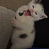 Dutchess is registered to the contest to win money with this photo: kitten, cat, white_cat, black_spots, pet, cute, playful, lying_down, couch, indoor, fur, animal, small, young, paw, mouth_open, tongue_out, ears, feline, cozy