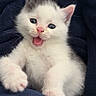 Dutchess is registered to the contest to win money with this photo: kitten, cat, baby_animal, fur, pet, cute, playful, animal_face, whiskers, blue_eyes, indoor, blanket, cozy, soft, small_paws, adorable, feline, young, domestic_animal, resting
