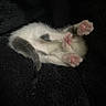 kitten, cat, paw, pink_paw, furry, sleeping, cozy, blanket, black_background, cute, pet, animal, small, fur, resting, domestic_cat, whiskers, claws, soft, relaxed