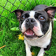 Rosie joined the competition — help win amazing prizes! dog, black_and_white, grass, dandelion, flower, pet, animal, outdoor, happy, playful, cute, close_up, canine, nature, summer, greenery, face, mouth, ears, collar