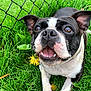 dog, black_and_white, grass, dandelion, flower, pet, animal, outdoor, happy, playful, cute, close_up, canine, nature, summer, greenery, face, mouth, ears, collar