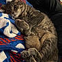 cat, tabby, gray_cat, feline, pet, animal, sleepy, cozy, blanket, blue_blanket, red_stripes, white_pattern, paws, fur, relaxed, indoor, human_leg, black_pants, resting, cuddly
