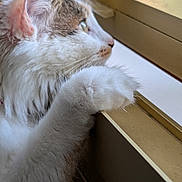 Bulle a rejoint le concours — aidez-le/la à gagner de superbes lots ! animal, cat, close_up, contemplative, cozy, curious, domestic_cat, fur, indoor, looking, natural_light, paw, pet, resting, side_view, soft_light, tabby, whiskers, white_fur, window