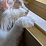 animal, cat, close_up, contemplative, cozy, curious, domestic_cat, fur, indoor, looking, natural_light, paw, pet, resting, side_view, soft_light, tabby, whiskers, white_fur, window