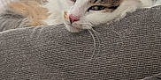 Bulle a rejoint le concours — aidez-le/la à gagner de superbes lots ! animal, cat, closeup, comfort, couch, cute, ears, feline, fur, gray, home, indoor, mammal, pet, pink_nose, relaxed, resting, sleepy, texture, whiskers