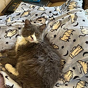 Rainbow is registered to the contest to win money with this photo: cat, gray_cat, white_cat, fluffy_cat, blanket, patterned_blanket, ghost_cat_pattern, moon_pattern, star_pattern, cozy, indoor, sofa, relaxed, pet, animal, fur, whiskers, cute, laying, resting