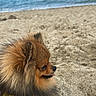 Lucky a rejoint le concours — aidez-le/la à gagner de superbes lots ! animal, beach, canine, cute, dog, fluffy, fur, nature, ocean, outdoor, pet, pomeranian, relaxing, sand, side_profile, small_dog, summer, tongue, water, yellow_clothing