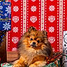 Lucky a rejoint le concours — aidez-le/la à gagner de superbes lots ! animal, christmas, christmas_pattern, cute, decorations, dog, festive, fur, gift, holiday, holiday_season, indoors, pet, pomeranian, portrait, present, red_background, small_dog, wooden_floor, wrapped_gift