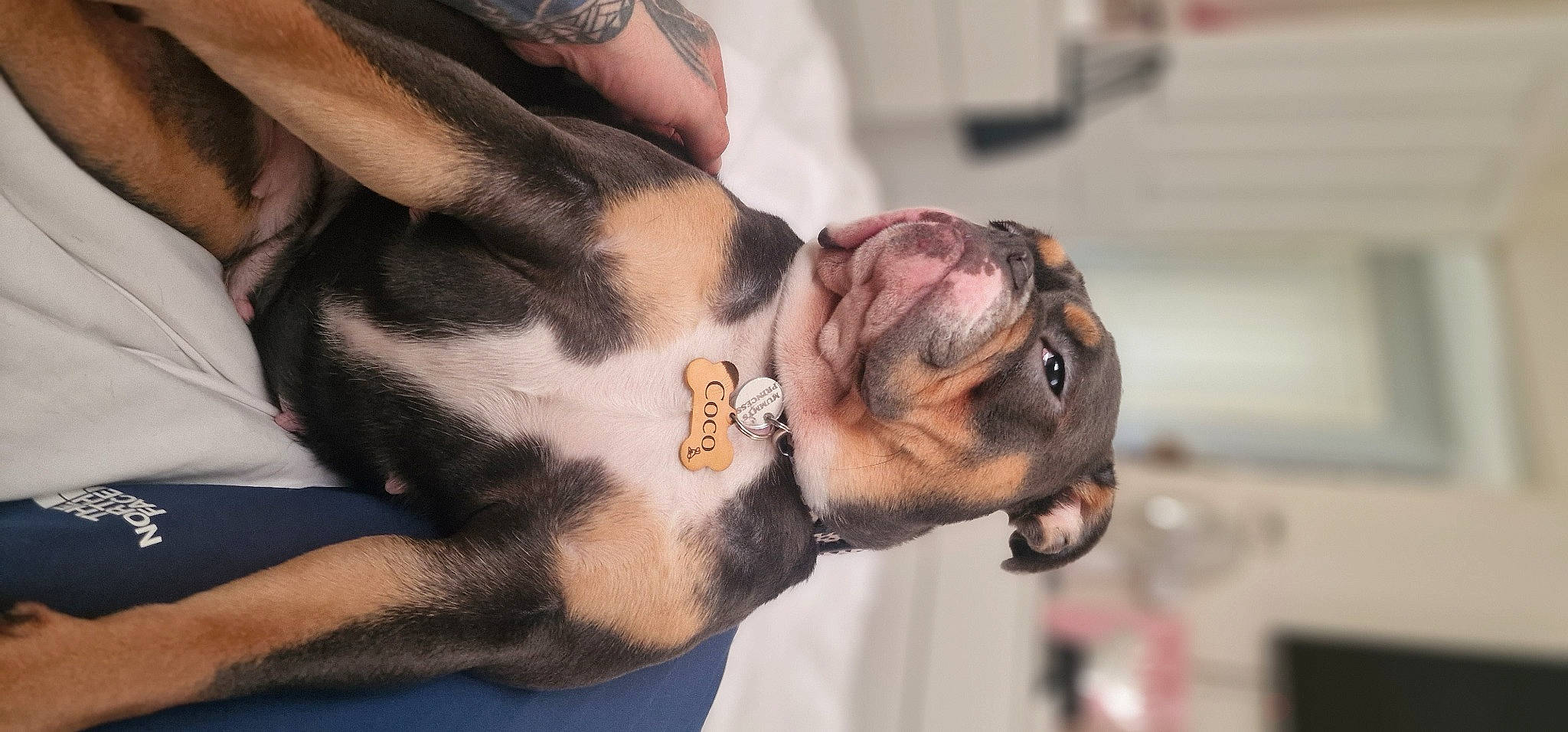 Coco is registered to the contest to win money with this photo: bulldog, carnivore, collar, companion_dog, dog, dog_breed, dog_collar, ear, fawn, fur, leash, molosser, nail, paw, snout, toy_dog, watch, whiskers, working_animal, wrinkle