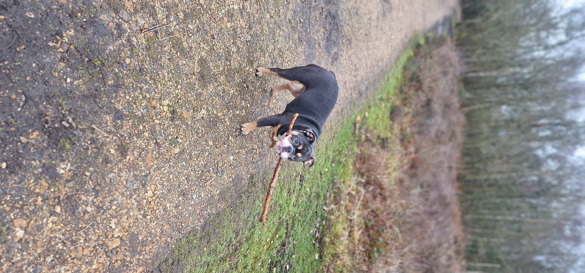 Coco is registered to the contest to win money with this photo: adventure, asphalt, canidae, carnivore, climbing, dog, dog_breed, extreme_sport, grass, guard_dog, plant, recreation, rock, rock_climbing_equipment, soil, sport_climbing, sporting_group, tail, tree, working_animal