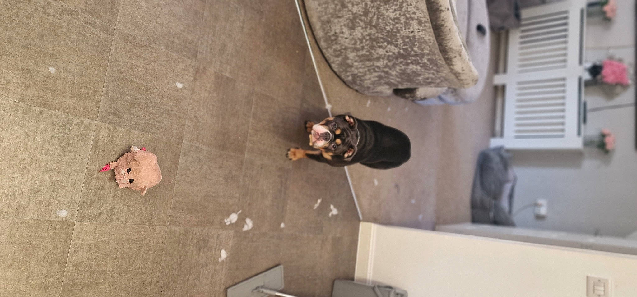 Coco joined the competition — help win amazing prizes! adventure, ceiling, climbing, concrete, flooring, hardwood, metal, plaster, recreation, room, shadow, sport_climbing, visual_arts, window, window_blind, wood