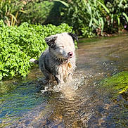 Hauschka participe au concours pour gagner de l'argent avec cette photo : puppy, dog, wet_dog, black_and_white, stream, water, outdoors, nature, garden, greenery, splashing, running, playing, wet_fur, collar, tag, sunlight, reflection, animal, action_photo