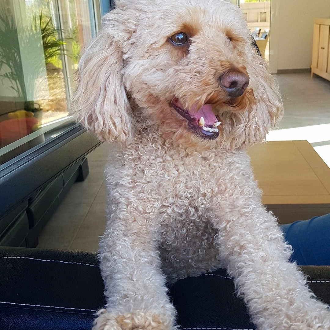 Nougati participe au concours pour gagner de l'argent avec cette photo : animal, black_window_frame, cheerful, claws, curious, curly_fur, daylight, dog, ears, furniture, glass, happy, indoor, modern_interior, panting, pet, reflection, snout, tongue, window