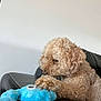 Nougati participe au concours pour gagner de l'argent avec cette photo : dog, curly_fur, plush_toy, blue_toy, black_couch, indoor, pet, animal, relaxed, paw, fur, side_view, toy, leisure, domestic, cute, snout, seated, white_wall, resting