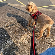 Nougati a rejoint le concours — aidez-le/la à gagner de superbes lots ! dog, leash, harness, pavement, wood_shavings, shoe, jeans, street, sidewalk, greenery, daylight, shadow, curly_fur, outdoor, pet, walking, person, casual_shoe, urban, quiet